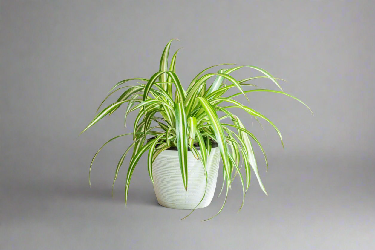 Spider Plant