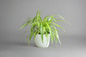 Spider Plant