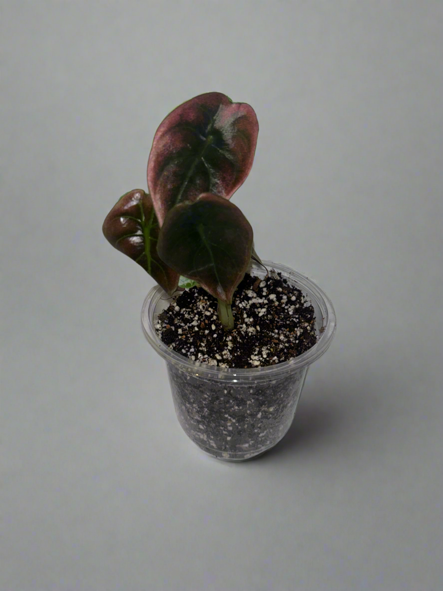 Alocasia Caprea (Red Secret)