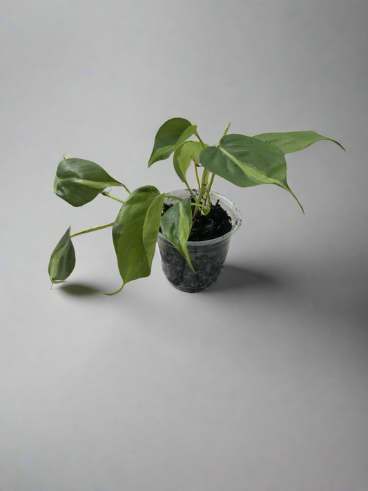 Pothos Brazil